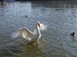FZ025375 Swan.jpg